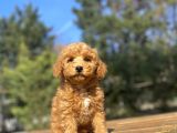 A Kali̇te Aşili Toy Poodle Bebekler