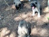 Kaliteli kangal yavrular