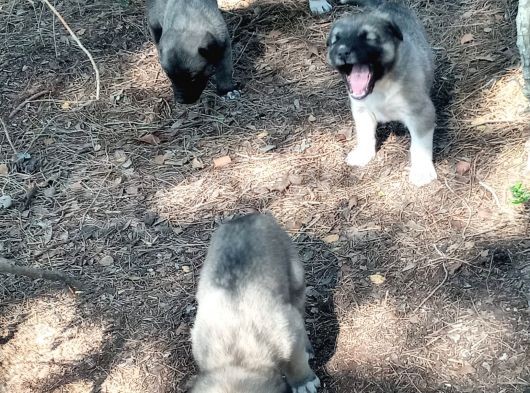 Kaliteli Kangal Yavrular