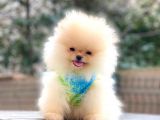 Teddybear pomeranian yavrularım