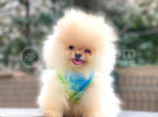 Teddybear Pomeranian Yavrularım