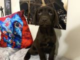 Orjinal Çikolata labrador bebekler