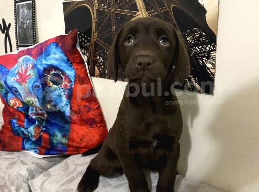 Orjinal Çikolata Labrador Bebekler