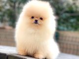 Teddybear Pomeranian Yavrularım