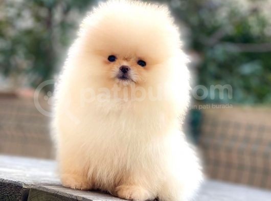 Teddybear Pomeranian Yavrularım görsel