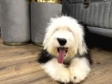 Özel üretim tüy dökmeyen bobtail old English