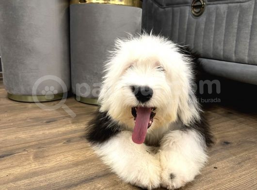 Özel Üretim Tüy Dökmeyen Bobtail Old English