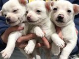 Chihuahua Yavruları