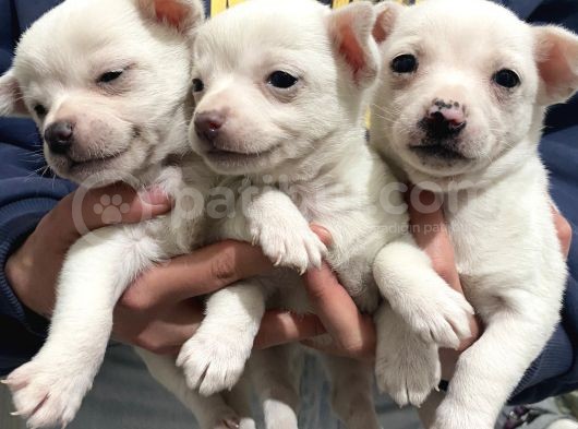 Chihuahua Yavruları görsel