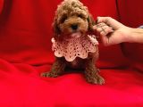 ÇİKOLATA TADINDA TOY POODLE YAVRULARI