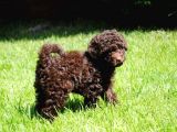 BROWN TOY POODLE ORJİNAL CHOCOLATE BEBEKLER
