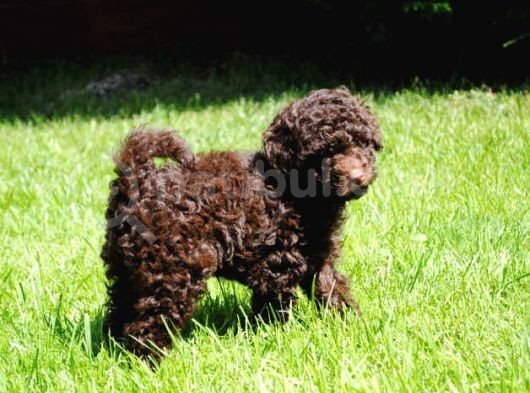 Brown Toy Poodle Orji̇nal Chocolate Bebekler
