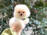 Teddybear Pomeranian Yavrularım