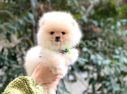 Teddybear Pomeranian Yavrularım görsel