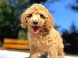 Aşili Sevi̇mli̇ Toy Poodle Bebekler