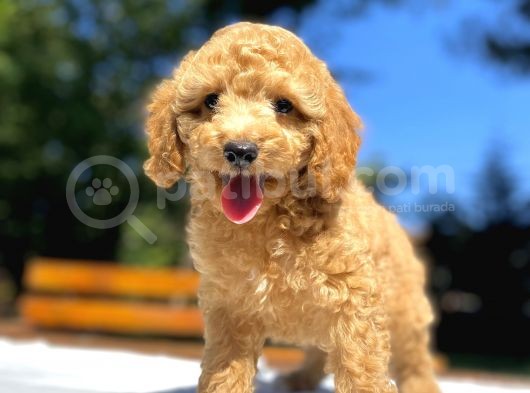 Aşili Sevi̇mli̇ Toy Poodle Bebekler görsel