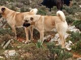 Kaliteli Kangal Yavrular