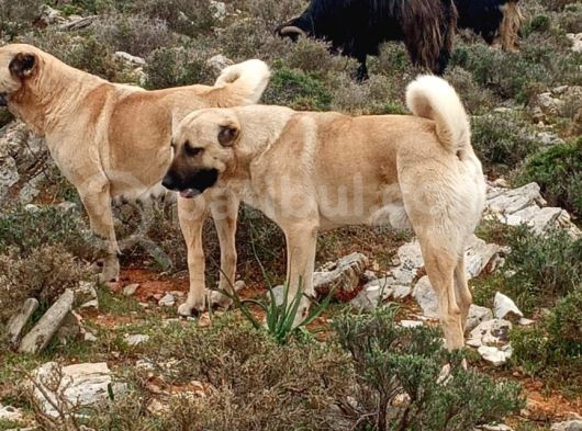 Kaliteli Kangal Yavrular görsel