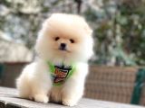 Teddybear Pomeranian Yavrularım