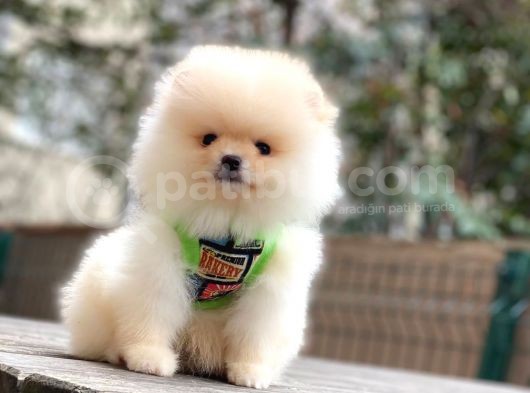 Teddybear Pomeranian Yavrularım görsel