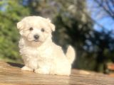 Sevi̇mli̇ Malti̇poo Bebekler