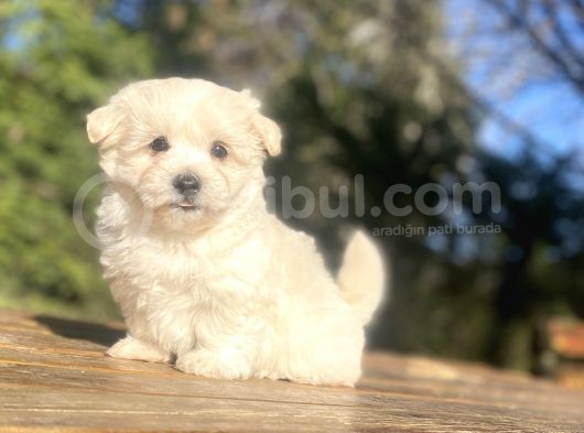 Sevi̇mli̇ Malti̇poo Bebekler görsel