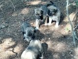 Kaliteli Kangal Yavrular