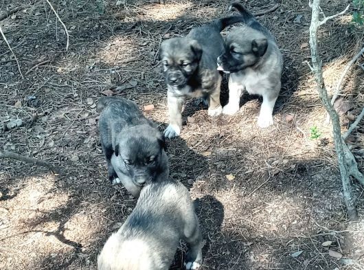 Kaliteli Kangal Yavrular görsel