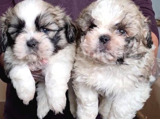 Muhteşem Maltese Terri̇er Yavrulari görsel