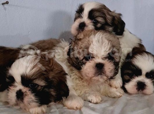Muhteşem Maltese Terri̇er Yavrulari görsel