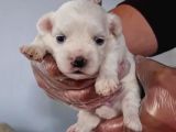 Muhteşem Maltese Terri̇er Yavrulari