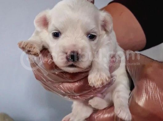 Muhteşem Maltese Terri̇er Yavrulari görsel