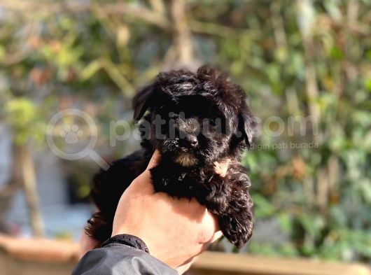 Son Kalan Erkek Maltipoo Yavrum görsel