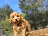 Di̇şi̇ Toy Poodle Beveği̇mi̇z Aşili