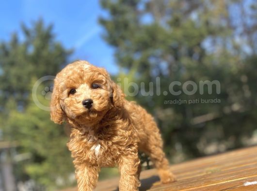 Di̇şi̇ Toy Poodle Beveği̇mi̇z Aşili görsel