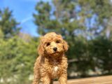 DİŞİ TOY POODLE BEVEĞİMİZ AŞILI