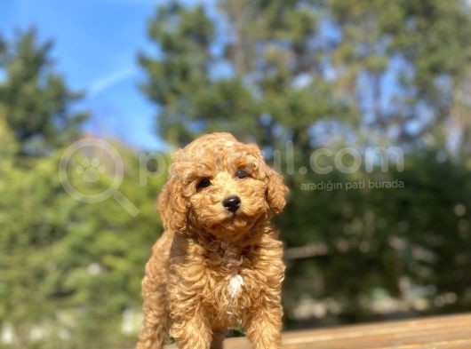 Di̇şi̇ Toy Poodle Beveği̇mi̇z Aşili