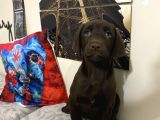 Orjinal Çikolata Labrador Bebekler