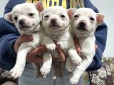 Chihuahua yavruları