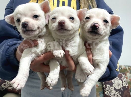 Chihuahua Yavruları