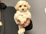 ÇİFTLİĞİMİZDEN MALTİPOO BEBEKLER ANTİALERJİK