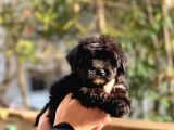Son Kalan Erkek Maltipoo Yavrum