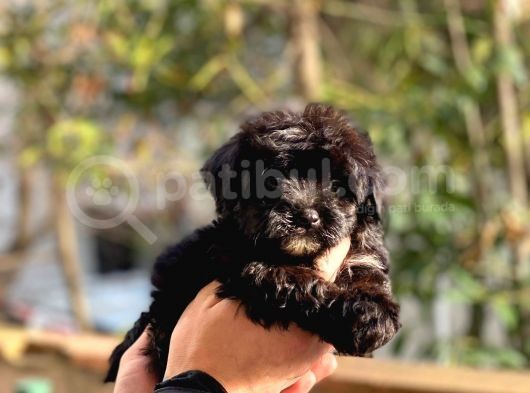 Son Kalan Erkek Maltipoo Yavrum görsel
