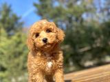 Di̇şi̇ Toy Poodle Beveği̇mi̇z Aşili