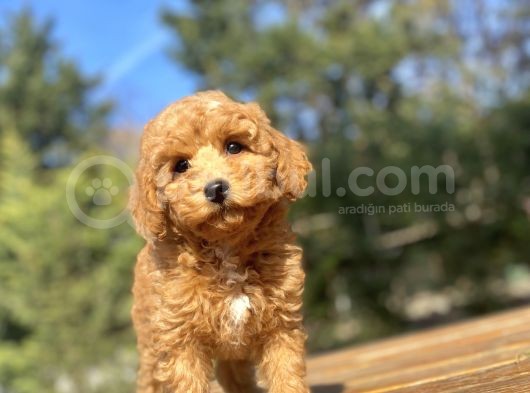 Di̇şi̇ Toy Poodle Beveği̇mi̇z Aşili görsel