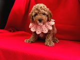 Çi̇kolata Tadinda Toy Poodle Yavrulari