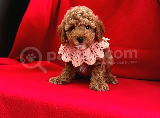 Çi̇kolata Tadinda Toy Poodle Yavrulari görsel