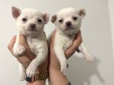 Chihuahua Yavruları
