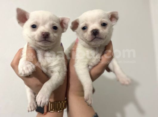 Chihuahua Yavruları görsel