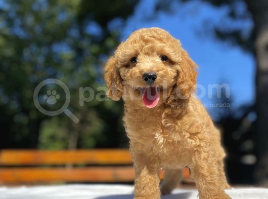Aşili Sevi̇mli̇ Toy Poodle Bebekler görsel